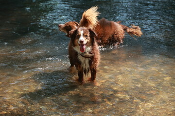 Two dogs are playing in a river, one of them has a stick in its mouth