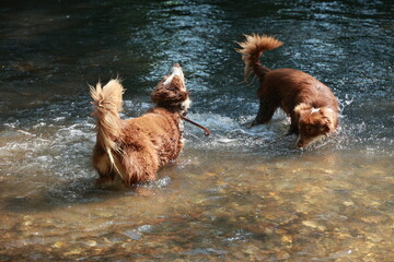 Two dogs are playing in a river, one of them has a leash