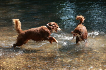 Two dogs are playing in a river