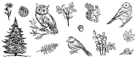 Collection of forest animals and birds in black brush stroke texture isolated on white. Hand drawn vector sketch illustration in vintage charcoal ink. Owl, tit, robin, starling, jay. Autumn forest © Nataliya Pokrovska