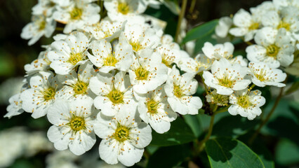 Spiraea cantoniensis or the Reeve's spiraea or bridalwreath spirea or double white may or Cape may or may bush is species of plant native to China, belonging to rose family Rosaceae