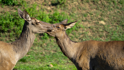 Head of female deer maral or wapiti on background of pasture with green grass on sunny summer day