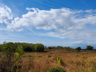 Open dry grassland landscape with scattered green trees under a bright blue sky with fluffy clouds and mountain background