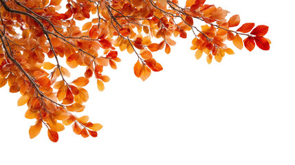 autumn leaves on top frame corner png