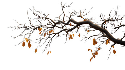 dry and decaying branches of tress  png , ai 