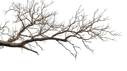 dry and decaying branches of tress  png , ai 
