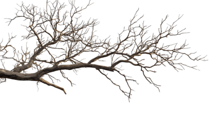 dry and decaying branches of tress  png , ai 