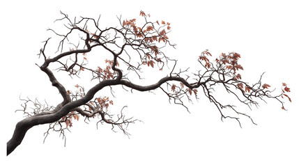 dry and decaying branches of tress  png , ai 