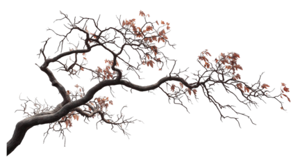 dry and decaying branches of tress  png , ai 