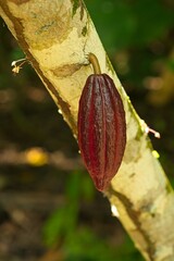 cacao fruit on a tree in Costa Rica