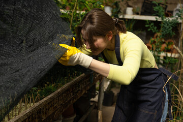 Female gardener stretches agro netting to cover delicate leaves.