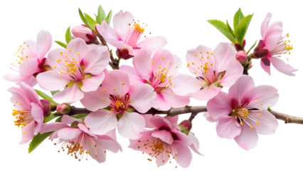 pink cherry blossom isolated