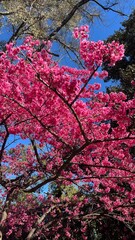 Branch of blooming tree on a blue sky background. Pink cherry blossoms in Buenos Aires, Argentina