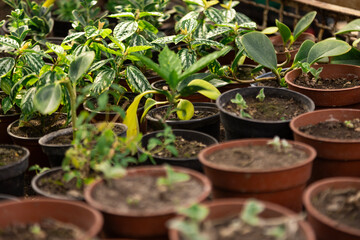 Close-up of potted plants arranged neatly in a greenhouse under natural light.