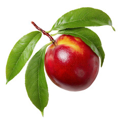 A fresh ripe nectarine on a branch with green leaves