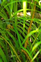 rough green snake hidden in a bush in a rainforest in Costa Rica