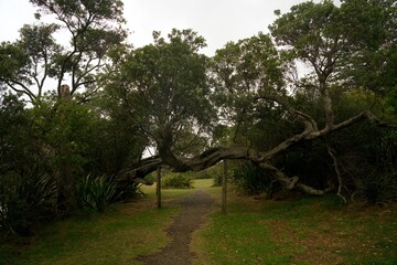 Ancient Tree Arching Over Path Supported by Wooden Beams