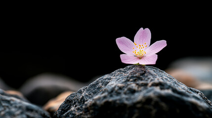 small pink flower blooming from rocky surface