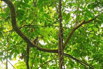 squirrel monkey in a rainforest in Costa Rica