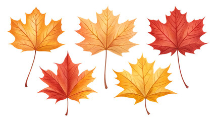 Autumn maple leaves in warm colors isolated on a transparent background fall foliage