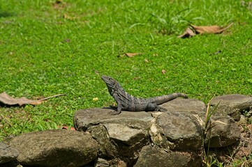 black iguana in Costa Rica