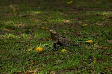 black iguana in Costa Rica