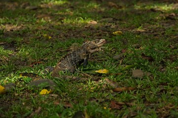 black iguana in Costa Rica