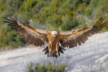 Griffon vulture in frontal flight with wings fully spread