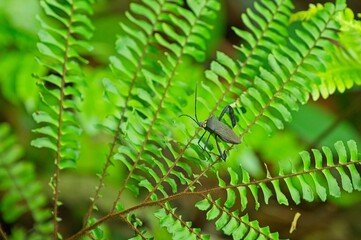 Coreidae in a rainforest in Costa Rica