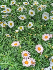 Vibrant Daisies in Full Bloom