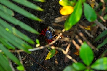 halloween crab in Costa Rica