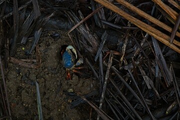 halloween crab in Costa Rica