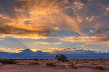 View of the arid landscape with a lone tree beneath a vibrant sunrise, its rays piercing through the clouds, painting the sky with fire, San Pedro de Atacama, Antofagasta, Chile.
