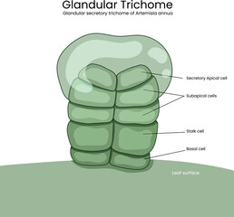 Illustration of a glandular trichome from Artemisia annua, the plant known for producing artemisinin. A colorful drawing on a white background
