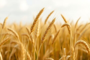 Close-Up of Golden Wheat Ears