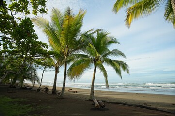 palm trees at Matapolo beach in Savegre in Costa Rica
