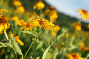yellow flowers in the field