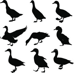 Obraz premium Duck silhouette bundle vector A collection of 12 black silhouettes in various poses, including jumping, standing, sitting. Each silhouette is clean and minimal,contrast, no details inside the shapes, 