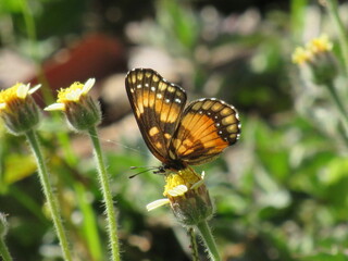 As borboletas e as flores.