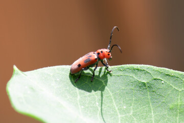 Red milkweed beetle