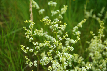 Galium grows in nature