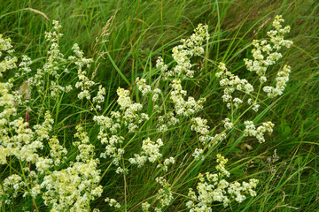 Galium grows in nature