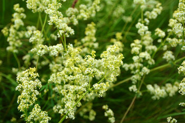 Galium grows in nature