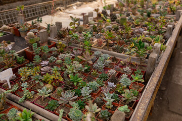 Close-up view of small potted succulents inside a greenhouse.