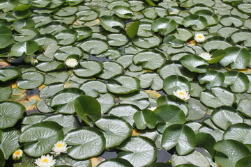 Vista superior de una flor acuática destacando entre lirios de agua, símbolo de pureza y armonía...