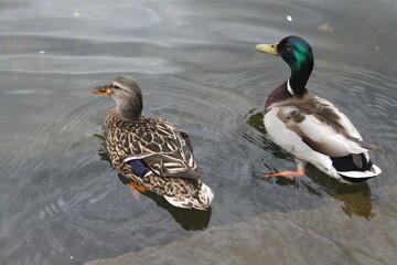 Pareja de patos nadando en un estanque tranquilo, con el macho luciendo su plumaje verde iridiscente y la hembra con plumas moteadas, símbolo de la vida silvestre en libertad