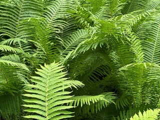 Green fern leaves background
