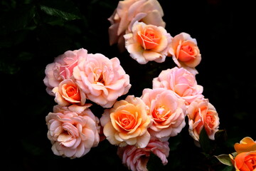 Gorgeous Roses, Orange, Pink in Full Bloom.