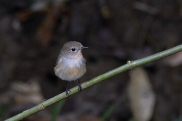 taiga flycatcher_PAP9119.jpg