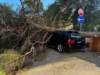 Large pine tree lies on top of a black SUV, causing significant damage in the aftermath of a...